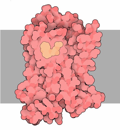 β-adrenergic receptor